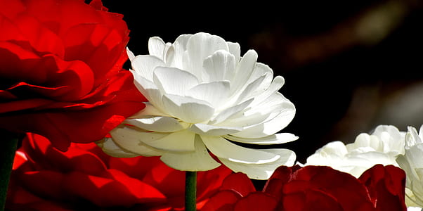 selective focus of white and red flowers thumbnail