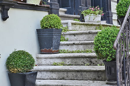 green leaf plant on gray concrete stair thumbnail