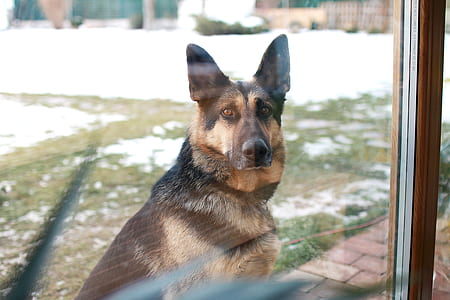 Brown and Black German Sheperd thumbnail