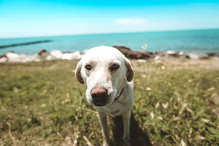 Close-Up Photo of Dog thumbnail