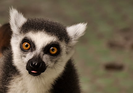 closeup photo of black and white meerkat thumbnail