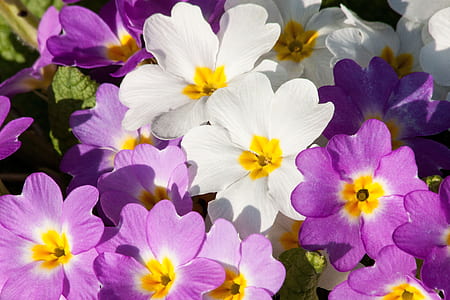 white and purple petaled flowers thumbnail