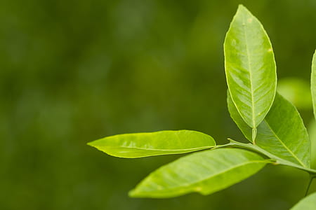 selective focus photography of green ovate leafed plant thumbnail