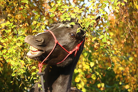 black horse under tree thumbnail