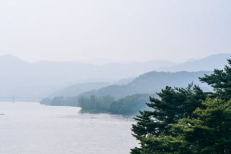 green leaf trees beside body of water thumbnail
