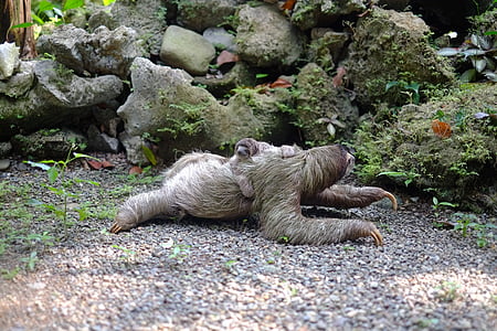 adult and baby sloth on near gray rocks thumbnail