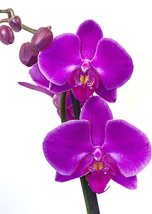 close-up of purple moth orchid flower thumbnail