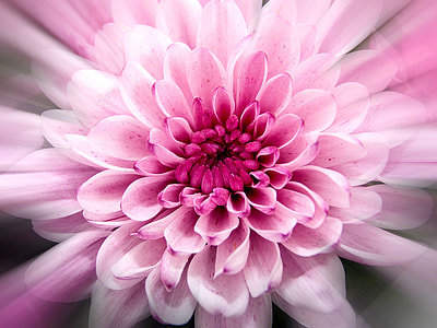 pink clustered flower thumbnail