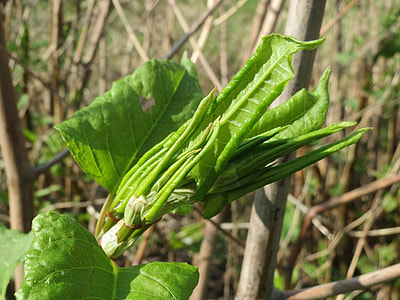 Fallopia Japonica, Japanese Knotweed thumbnail