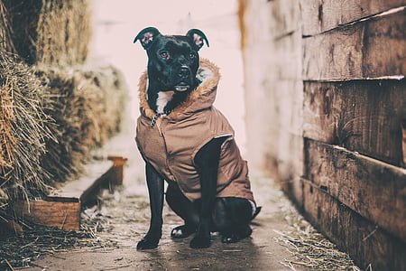 selective focus photo of black dog wearing brown hoodie sitting on brown wooden fence thumbnail