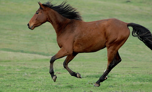 photography of red running horse on green grass field at daytime thumbnail