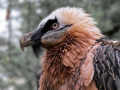 red hawk thumbnail