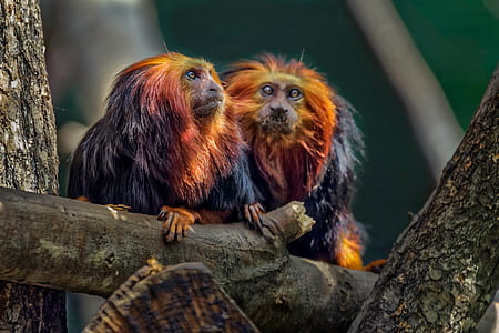 two brown-and-orange primates on wood thumbnail