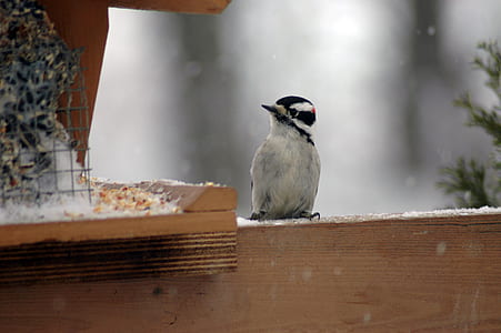 great spotted woodpecker perching on brown wooden edge thumbnail