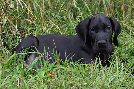 adult black Labrador retriever sitting on grass thumbnail