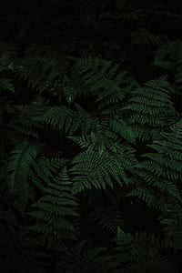 wild photography of fern plants thumbnail