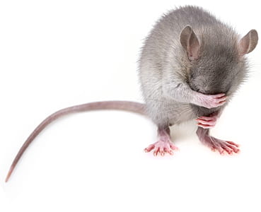 gray rat on white board thumbnail