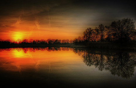 silhouette photo of trees thumbnail