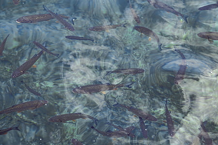 gray fishes thumbnail
