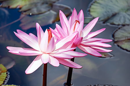 two pink petaled flowers thumbnail