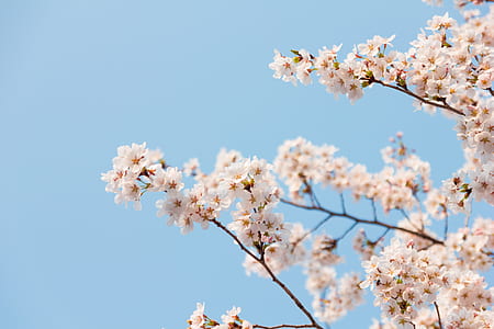 white flower thumbnail