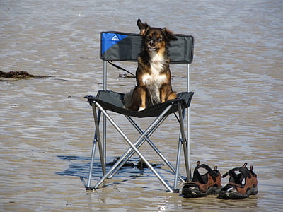 dog sitting on camper chair placed on body of water thumbnail