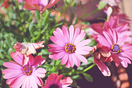 nature, flowers, garden, petals thumbnail