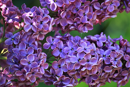 purple 4-petaled flowers thumbnail