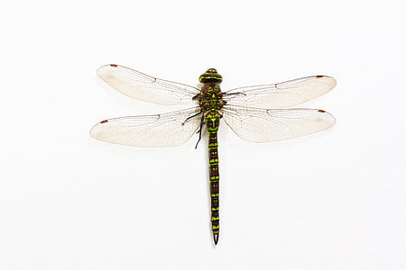 green dragonfly perched on white surface thumbnail