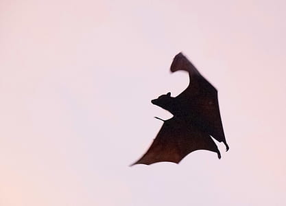 brown bat thumbnail