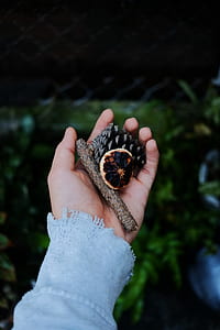 person holding brown and black pinecone selective focus photo thumbnail