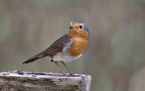 bird on wooden stand thumbnail