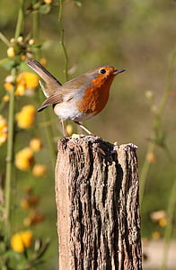 bird perching on wood stand thumbnail