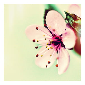 closeup photography of sakura blossoms thumbnail