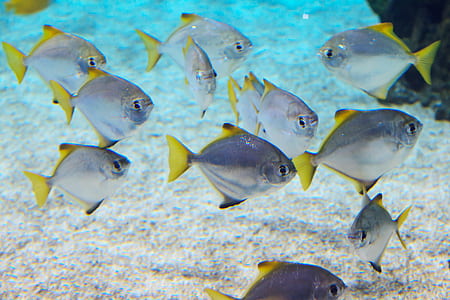 gray-and-yellow fish lot thumbnail