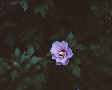 selective focus photography of purple flower in bloom thumbnail