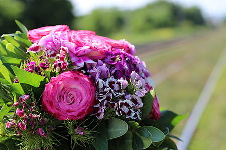 pink and purple roses and dianthus flowers in selective focus photography thumbnail