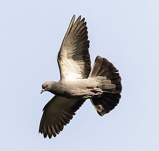 gray pigeon flying on sky thumbnail