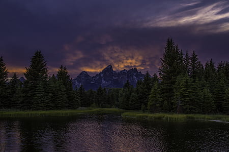 green pine trees near body of water thumbnail