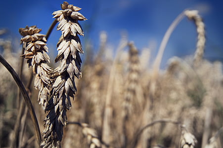 selective focus photography of wheat grains thumbnail