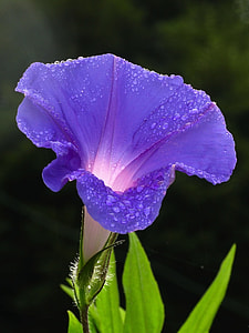 close up photography of water dew on purple morning glory flower thumbnail