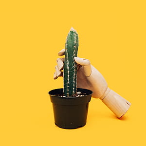 brown wooden hand holding cactus plant thumbnail