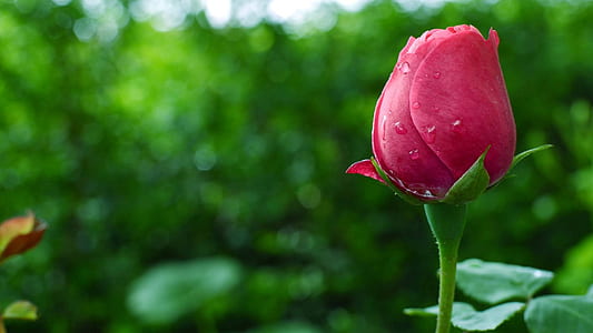 shallow focus photography of pink rose thumbnail