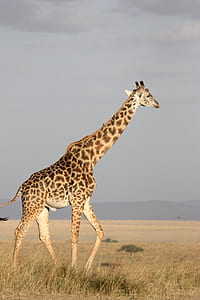giraffe on withered grass thumbnail