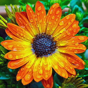 orange petaled flower thumbnail