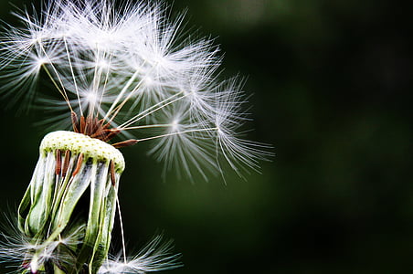 macro photography of white dandelion flowers thumbnail