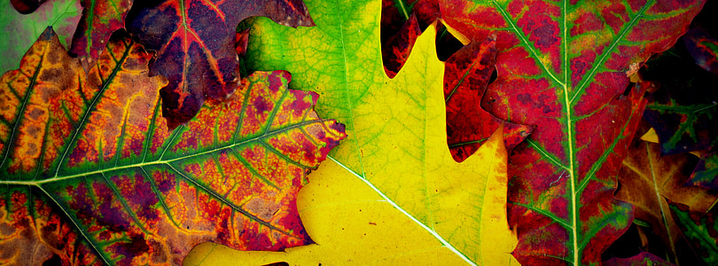 maple leaves thumbnail