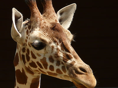 close-up photography of giraffe thumbnail