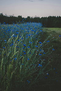 Blue Floral Green Plants Under Cloudy Daytime thumbnail