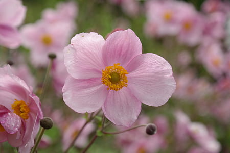 selective focus photography of pink anemone flower thumbnail